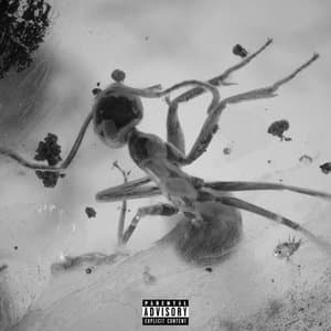 INSECTS