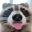 RaccoonAimers
